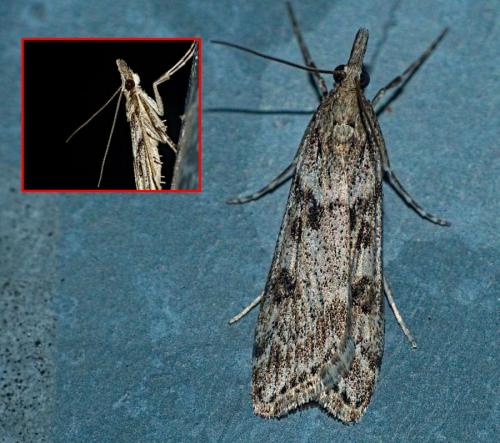 Réf. 352 398 : Eudonia angustea